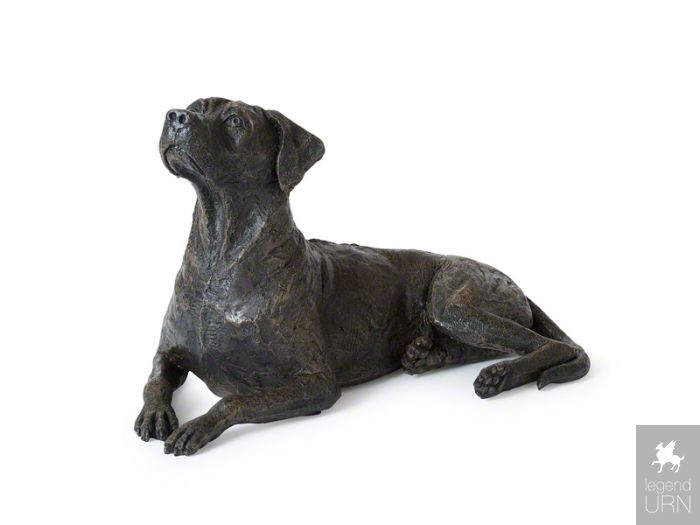 Rhodesian Ridgeback : histoire, caractéristiques, éducation et coût